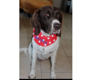 eBook Hundehalstuch Schnittmuster