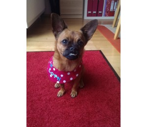 eBook Hundehalstuch Schnittmuster